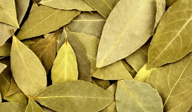  Φύλλα δάφνης – Γιατί οι αρχαίοι Έλληνες τα θεωρούσαν ιερά; Τι προσφέρουν στον οργανισμό