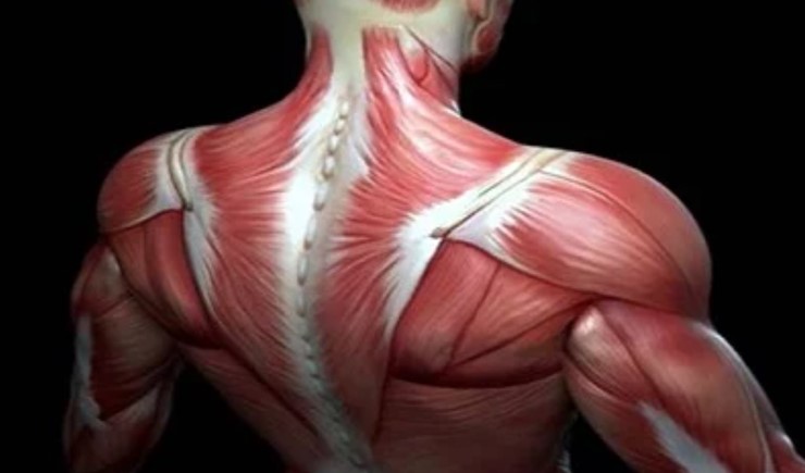 Ξέρετε ποιος είναι ο πιο δυνατός μυς στο σώμα μας;