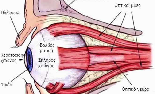 7 θαυματουργές τροφές που βελτιώνουν την όραση με φυσικό τρόπο